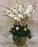 Orchid Phalaenopsis Gift Set - CODE 11977